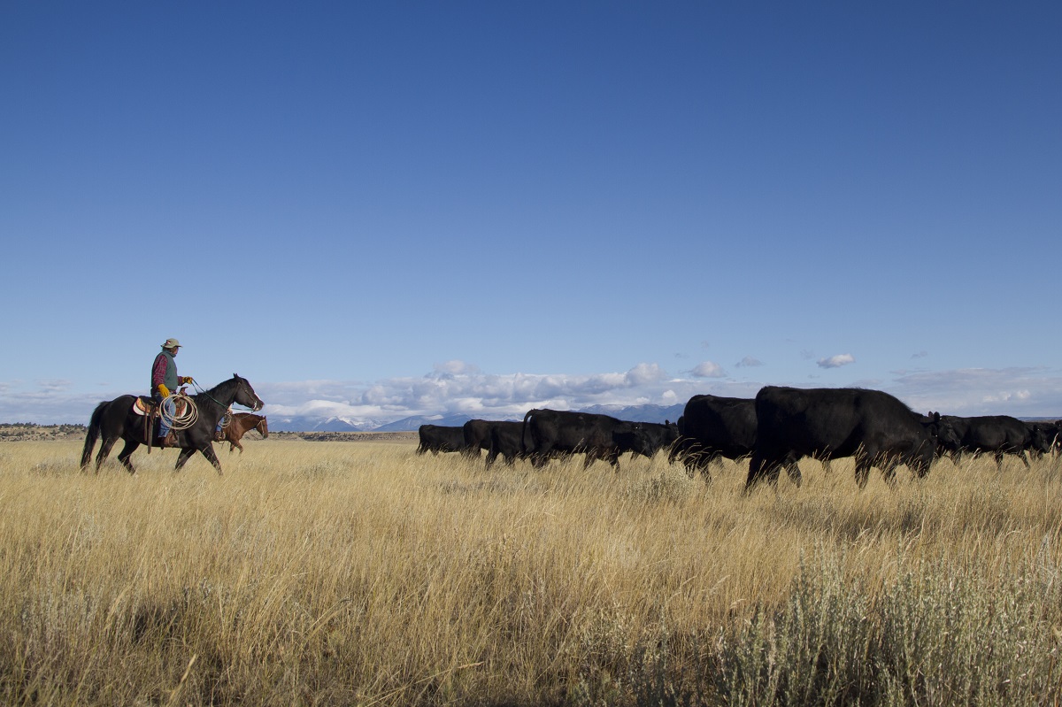 Rancher herding cattle
