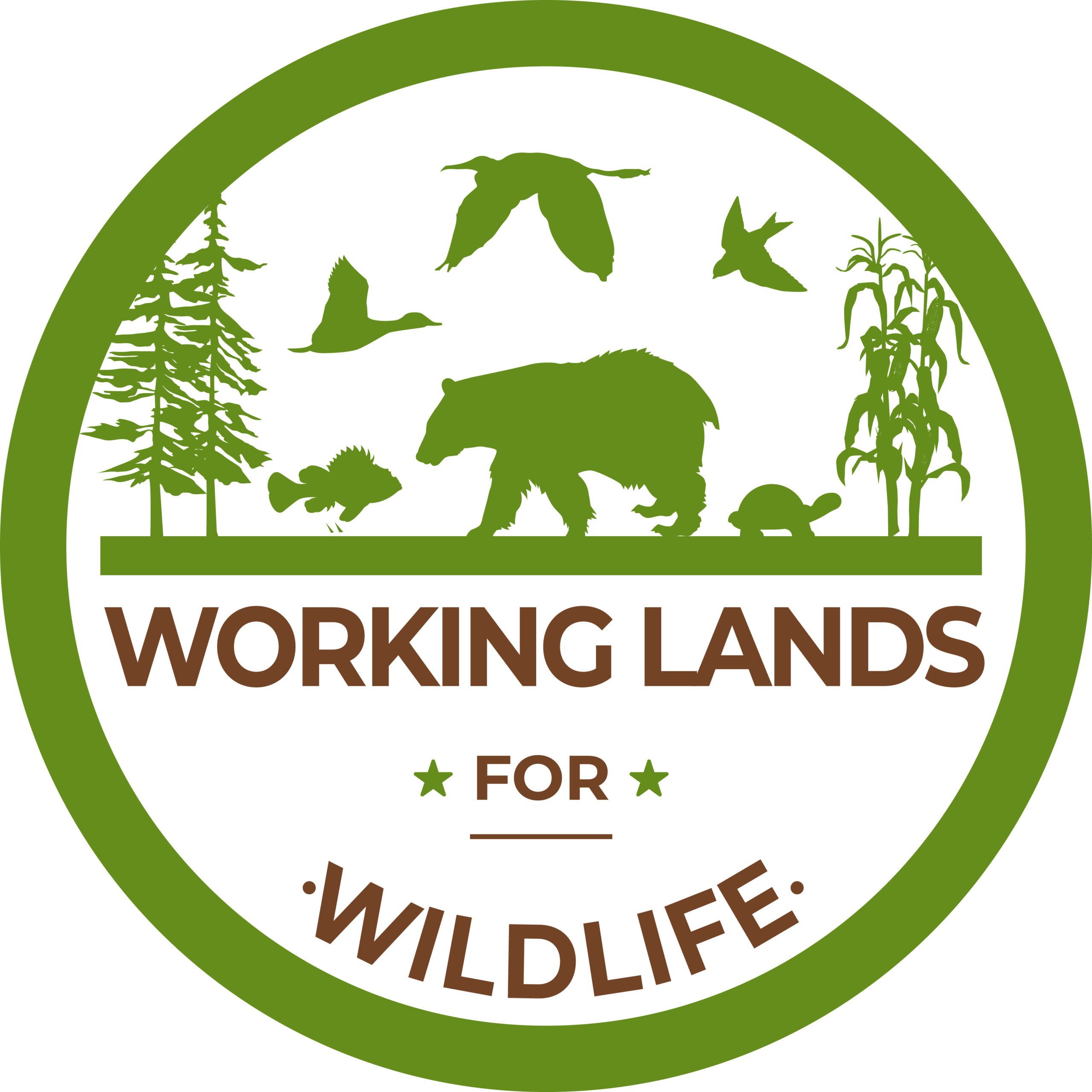 WLFW Logo